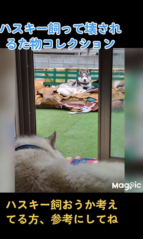 外のソファに座るワンコ