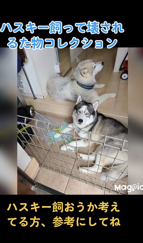 玄関にある傘とハスキー