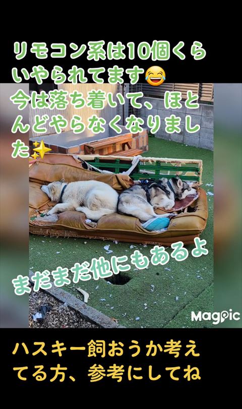 ソファで寝そべるハスキー2匹