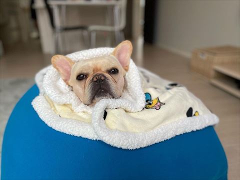 毛布に包まれるワンコ