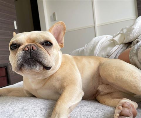 布団にまどろむワンコ