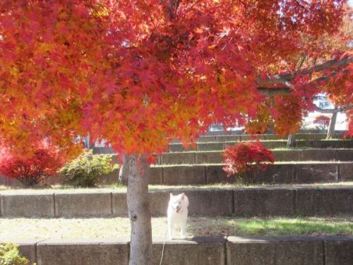 紅葉と白柴