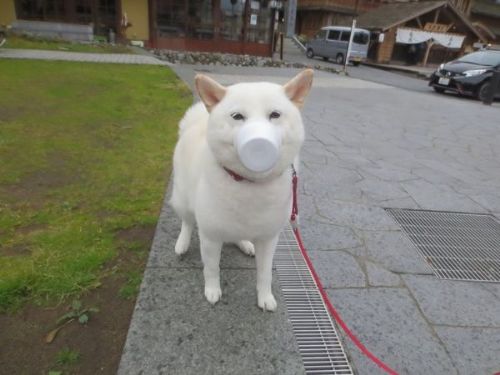 カップがとれなくなった白柴