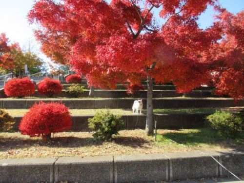 紅葉狩りする白柴