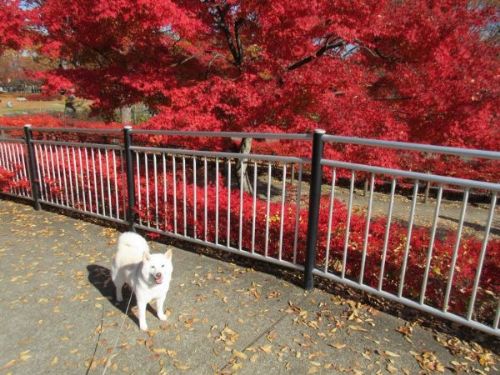 紅葉に囲まれる白柴