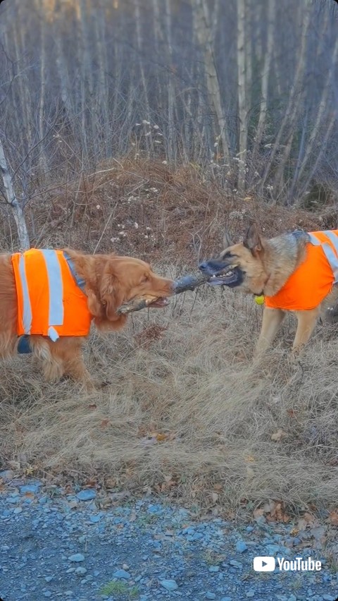 綱引きをする犬たち