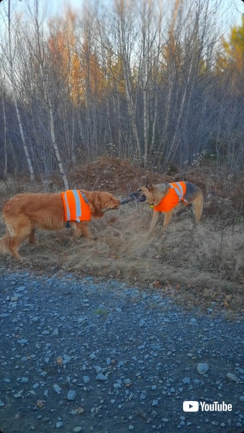 木の棒をくわえるワンコたち