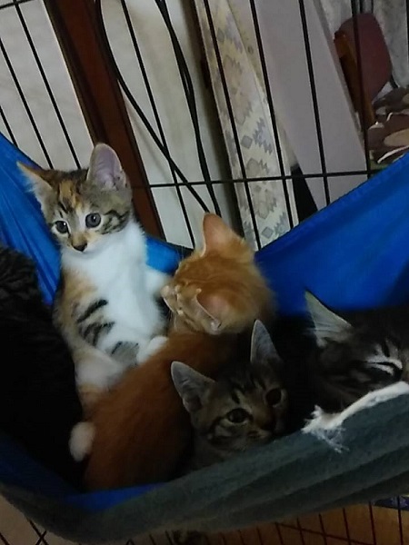母猫が出産した子猫たち