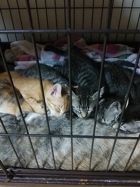 お乳を飲む子猫たち