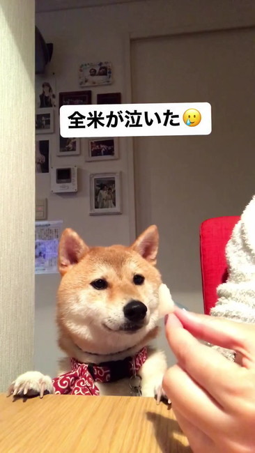 柴犬