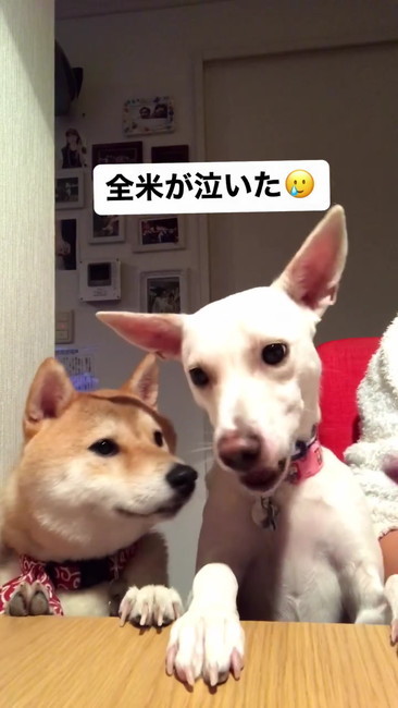 すずを見るハル