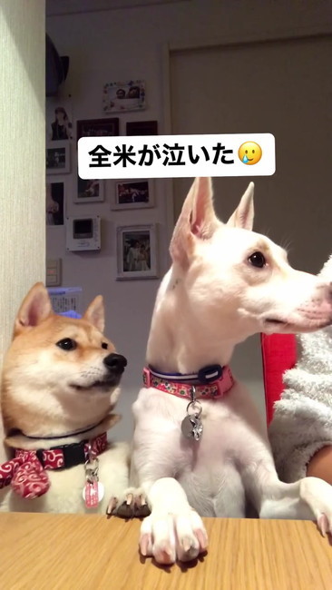 飼い主を見る2匹