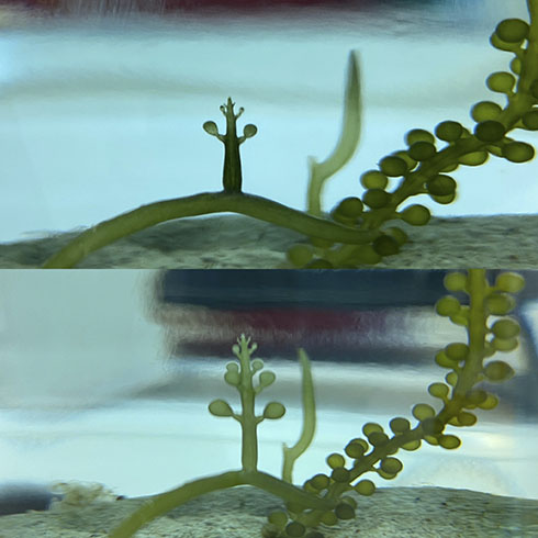 9時と18時の海ぶどう