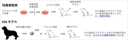 北海道大学、血管肉腫研究のクラウドファンディング