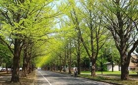 北海道大学、血管肉腫研究のクラウドファンディング