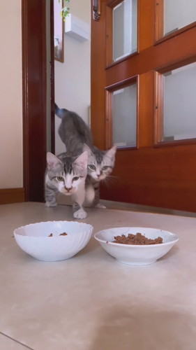 自分のお皿が分かっている子猫ちゃん