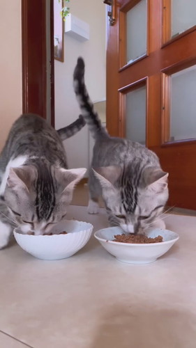 自分のお皿が分かっている子猫ちゃん