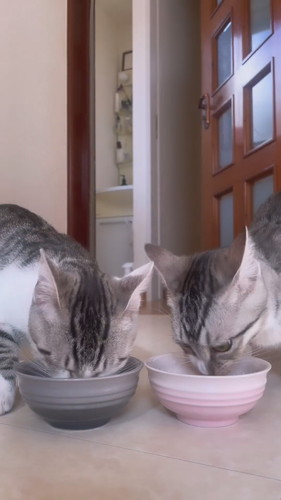 自分のお皿が分かっている子猫ちゃん