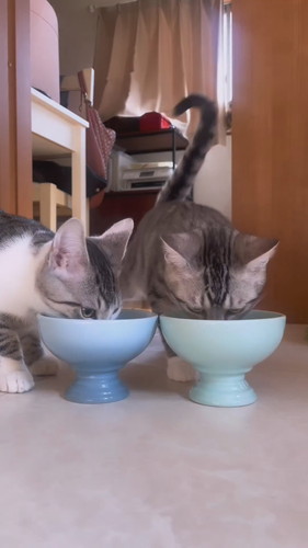 自分のお皿が分かっている子猫ちゃん