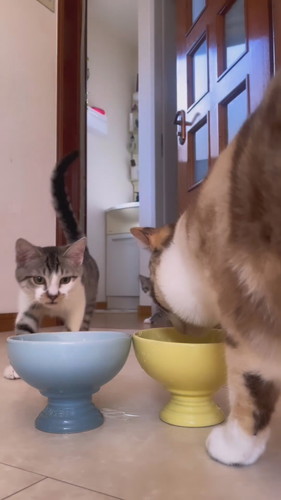 自分のお皿が分かっている子猫ちゃん