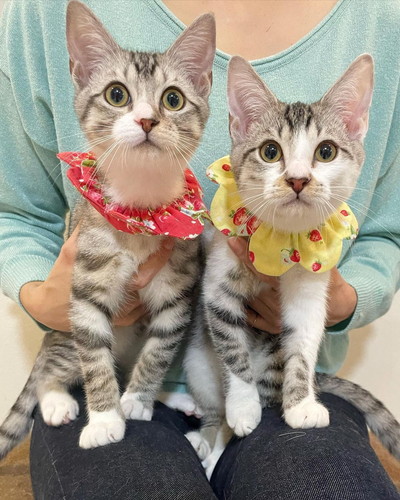 詩葉くんと詩季くん