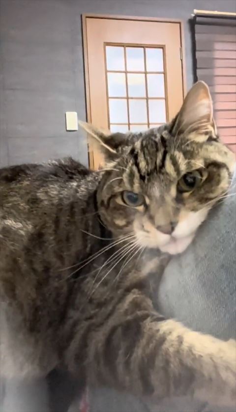 しがみつく猫ちゃん正面