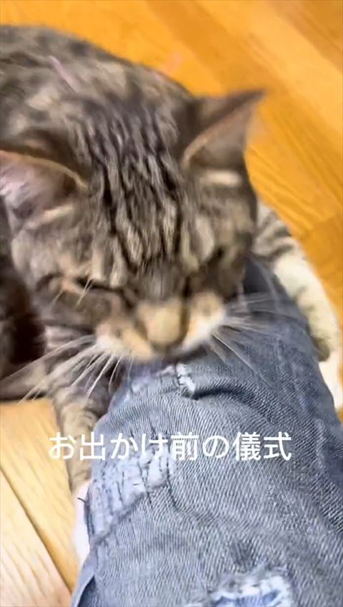足にしがみつく猫