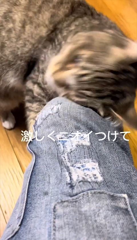 激しく匂いをつけてテロップ