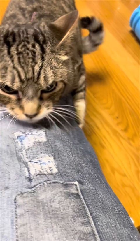 しがみついてにらんでる猫