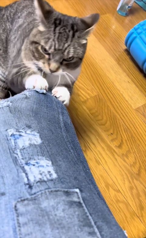 前足をそろえて足で爪とぎ