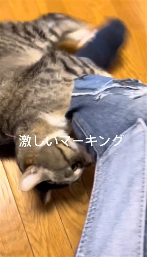 飼い主さんの足に後ろ足でキック