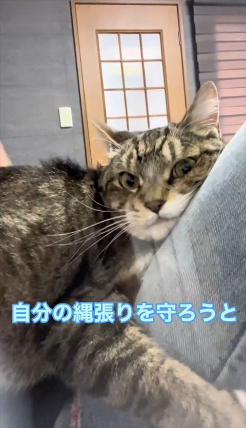 自分の縄張りを守ろうと