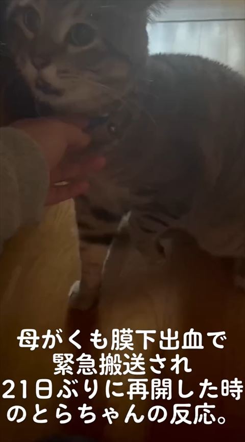 ソファで少し口をあけてるとらちゃん