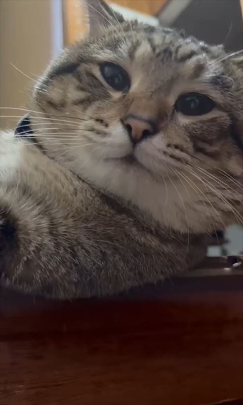 見下ろす猫ちゃんアップ