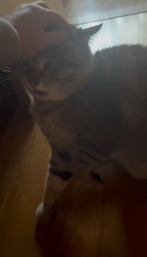 なでられる猫