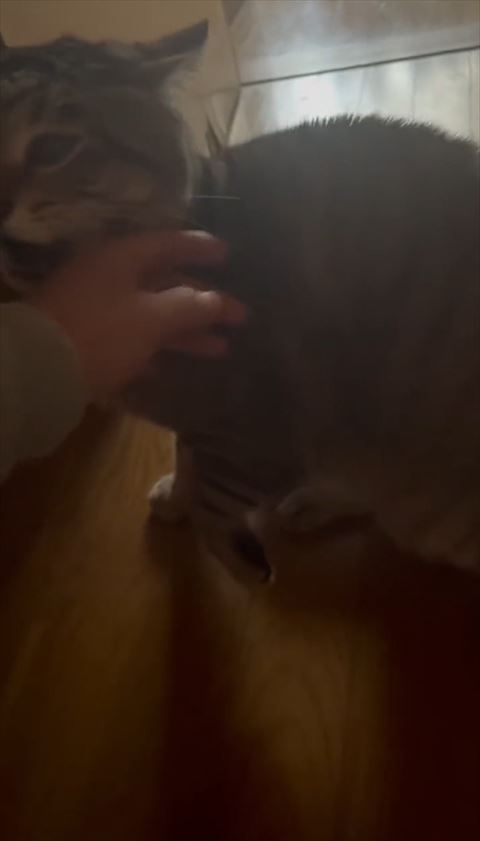 手のひらの近くで鳴く