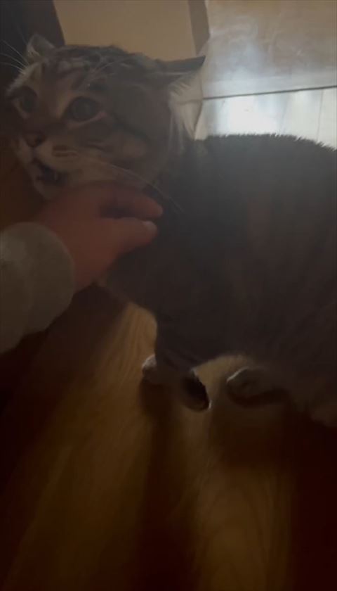 手のひらの近くで飼い主見上げて鳴く