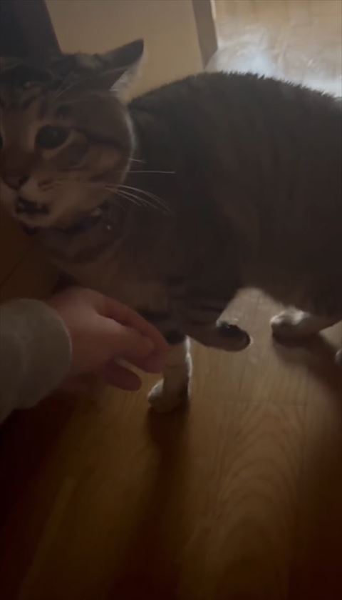 左前足を引く猫