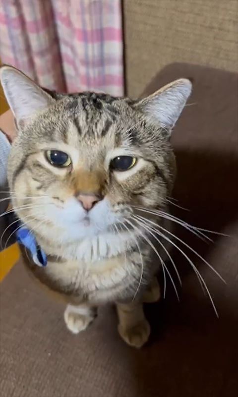 お座りして見上げる猫ちゃんアップ