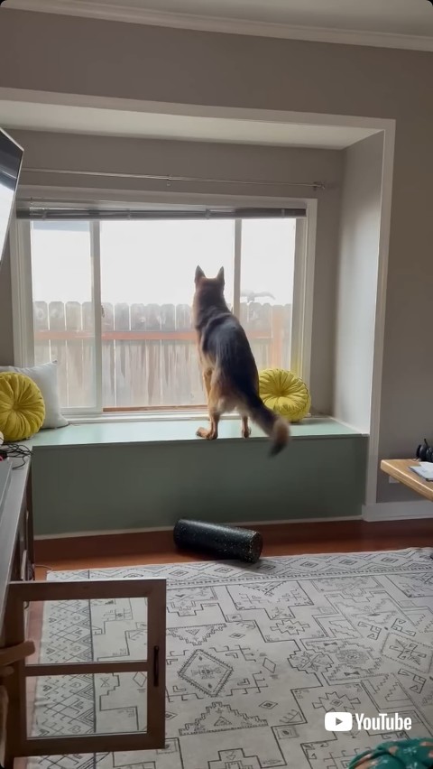 窓の外を見る犬