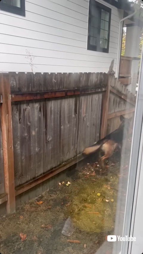 リスを追いかける犬