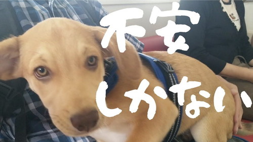 元野犬