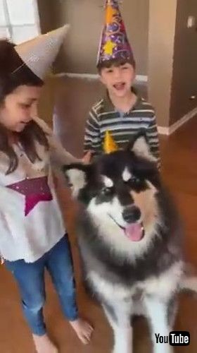 「Dog Howls as His Family Sings Happy Birthday to Him - 1265658」