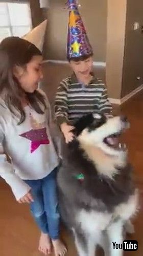 「Dog Howls as His Family Sings Happy Birthday to Him - 1265658」