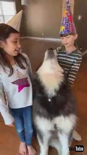 「Dog Howls as His Family Sings Happy Birthday to Him - 1265658」