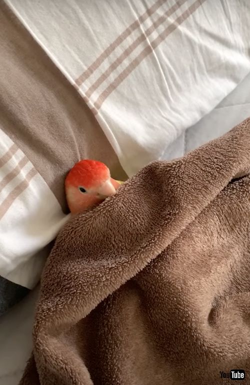 ベッドで寝るインコ