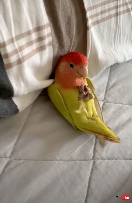 ベッドで寝るインコ