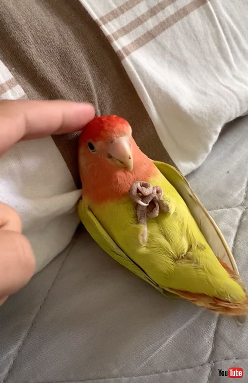 ベッドで寝るインコ