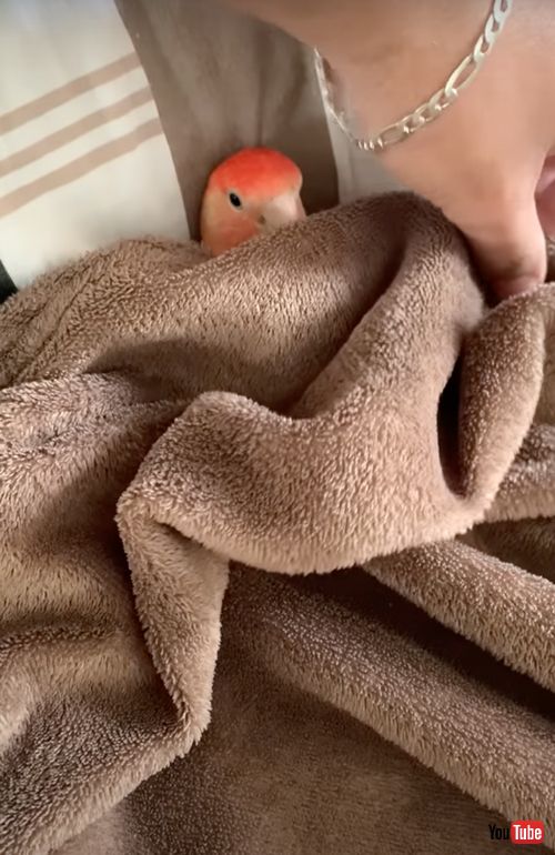 ベッドで寝るインコ