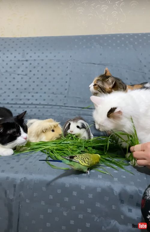 仲良く草を食べるモルモットと猫とインコ